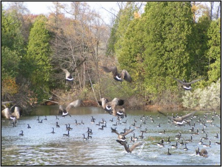 Birds in Lake