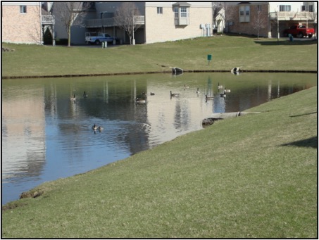 Flocking birds in Pond