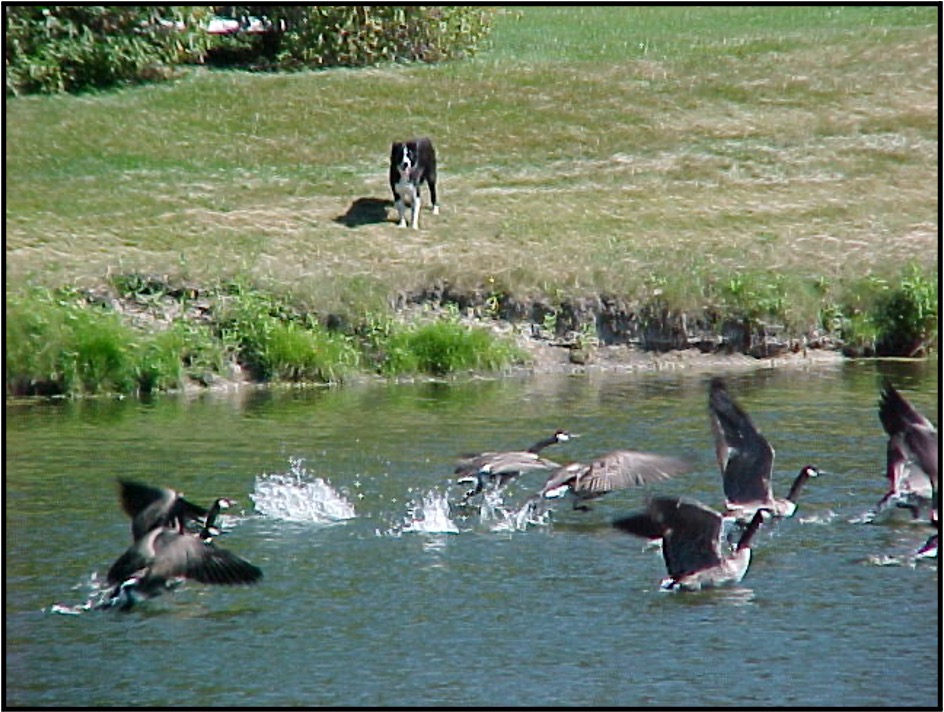 Dog Chasing Geese