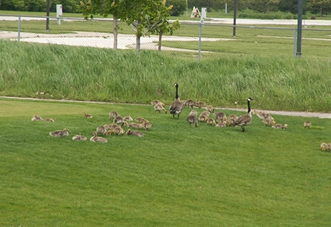 Large Group of Geese