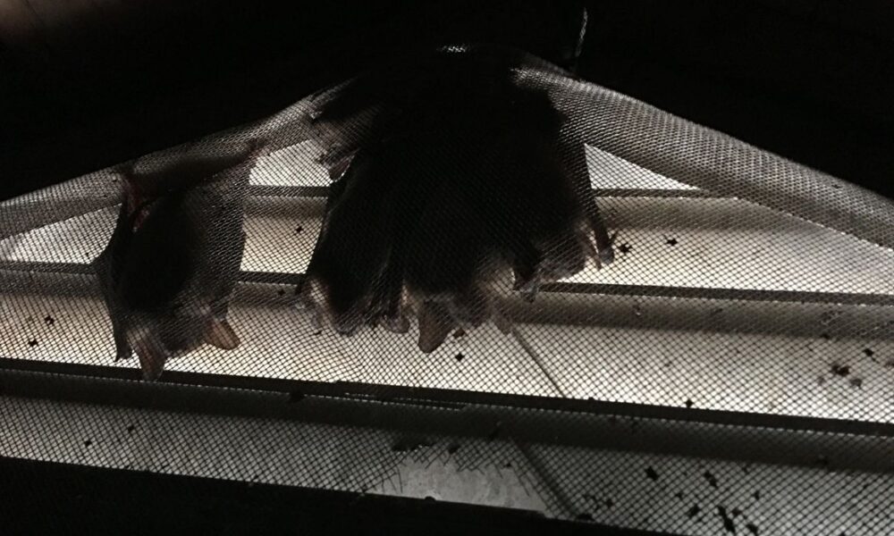Bat in attic