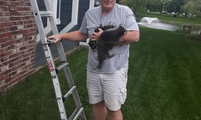 Raccoon removal