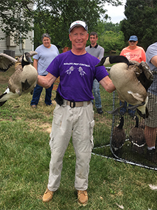 Aggressive Geese Removal