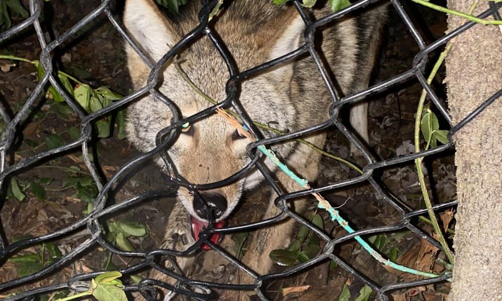 Coyote behind fence
