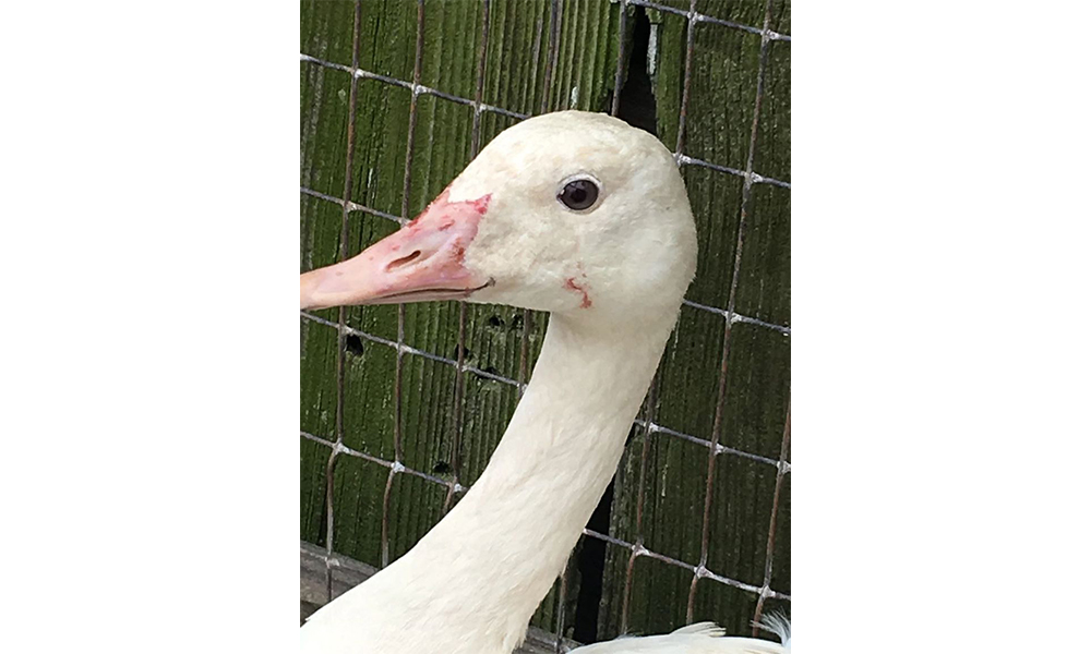 Albino Canada goose