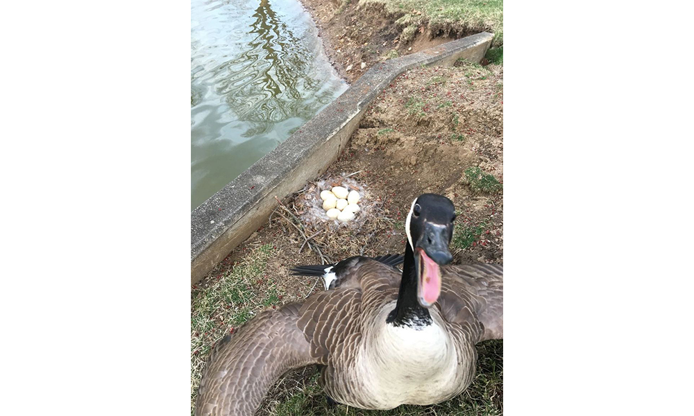 Angry goose