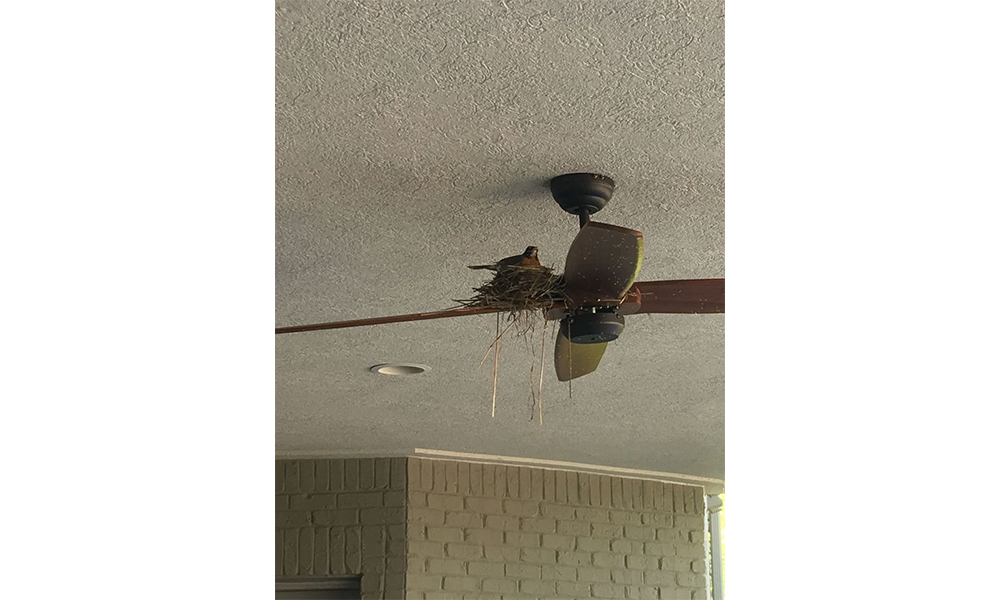 Bird nest on ceiling fan