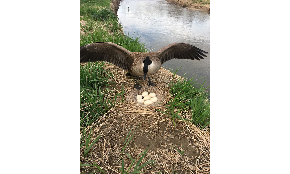 Goose with eggs