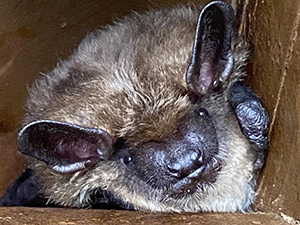 Closeup of Bat