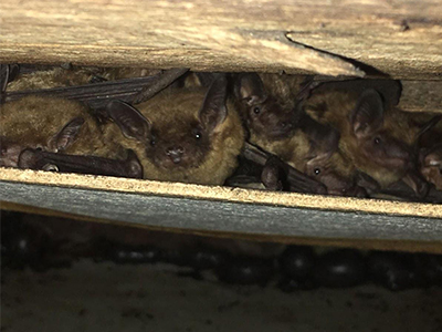 Bats in Small Spaces