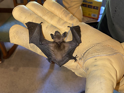 Size of Bat