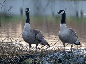 Two geese standing by the water