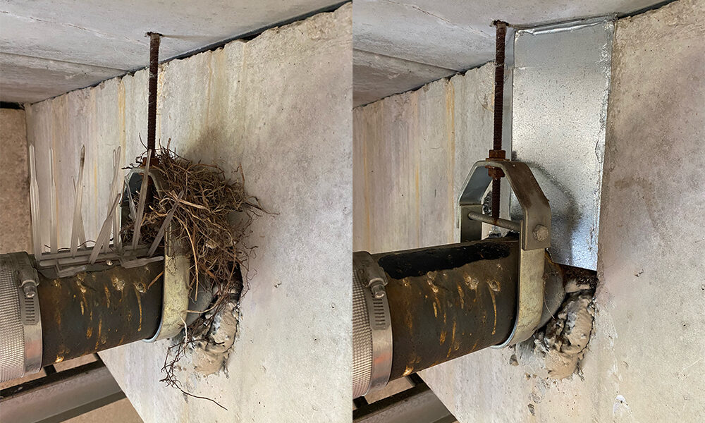 Before and after nest removal