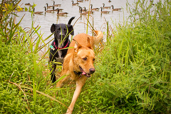 Dogs chasing with Canada geese in background