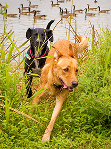 Dogs chasing with Canada geese in background