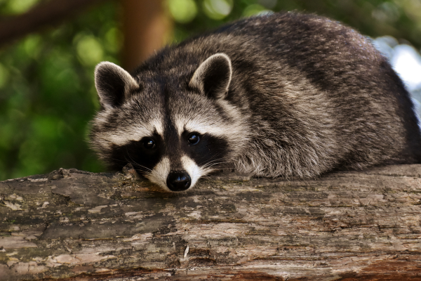 Raccoon Removal & Exclusion Services