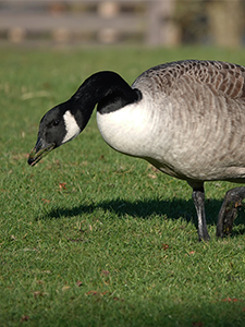 Goose near grass treated with Flight Control Plus