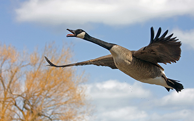 Canada goose in flight with wings stretched