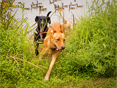 Dogs chasing with Canada geese in background