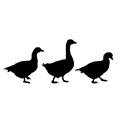 Geese roundup icon