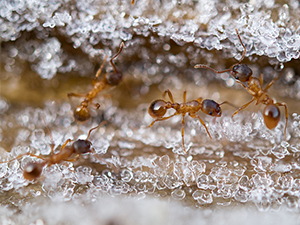 Ants on ice