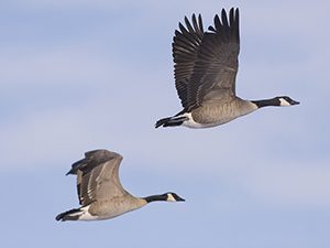 Pair of geese