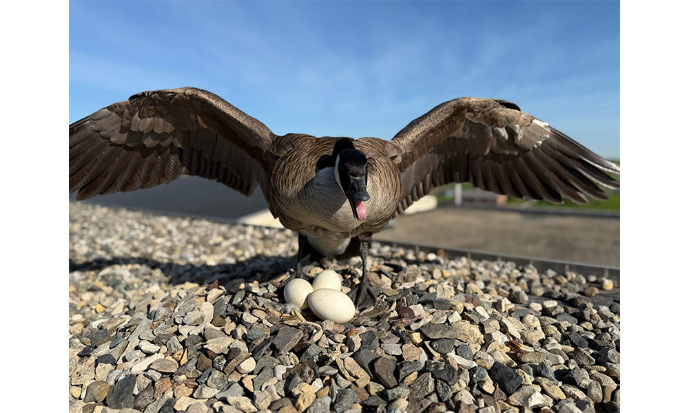 Canada goose and eggs