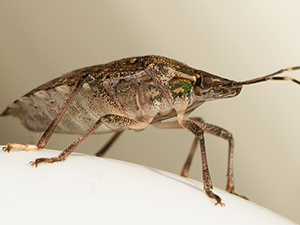 Stinkbug