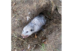 Virginia opossum